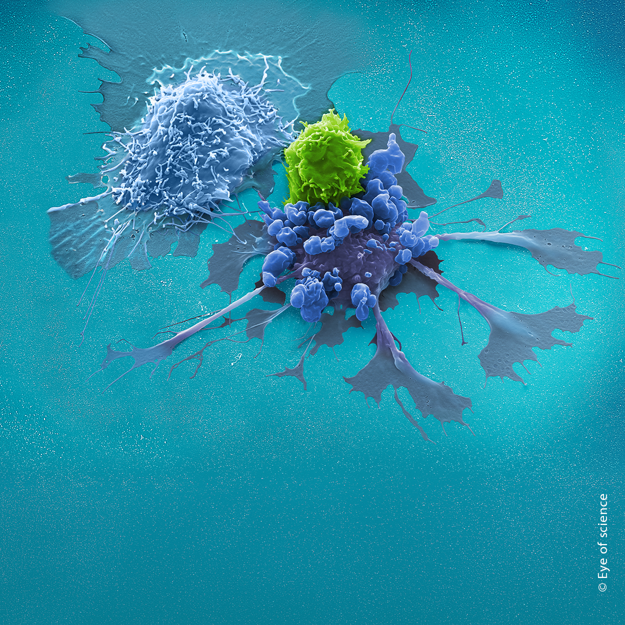 <strong>Engineered T cell manufacturing</strong>